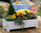 White wooden box with Buxus (Box Pyramid), Narcissus