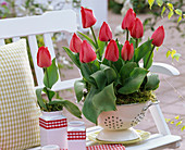Tulipa 'Couleur Cardinal' (Tulpen) in emailliertem Küchensieb