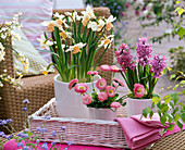 Narcissus 'Kate Heath' (daffodils), Hyacinthus (hyacinths)