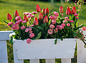 Tulipa 'Couleur Cardinal' (tulips), Bellis (daisy)