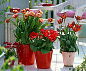 Tulipa 'Horizon', Couleur Cardinal, Rococo (Tulpen)