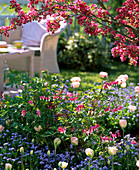 Dicentra spectabilis (Tränendes Herz), Tulipa 'Angelique' (Tulpen)