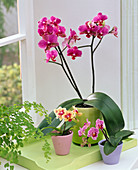Verschiedene Phalaenopsis (Malayenblumen) auch als Mini am Fenster