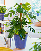 Monstera deliciosa (Fensterblatt) in blauem Übertopf auf dem Boden