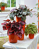 Begonia rex hybrids (leafy begonias) in red cachepots