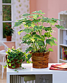 Sparmannia (Zimmerlinde), Ficus pumila (Kletterfeige) in Korb - Übertöpfen