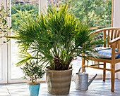 Chamaerops humilis, Olea, watering can in winter garden