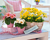 Primula acaulis (spring primroses), Primula veris (cowslip) in baskets