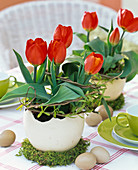 Tulipa 'Red Paradise' (tulips) in ostrich eggs, decorated with Salix (willow)