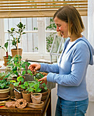 Frau sprüht Jungpflanzen von Solanum (Aubergine)