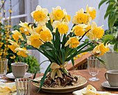 Standing bouquet of Narcissus 'Sunshine' (daffodils) with washed out roots