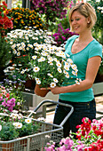 Frau kauft Argyranthemum frutescens (Margeriten) im Gartencenter