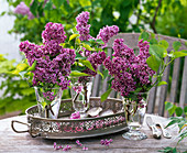 Small bouquets of Syringa 'Sensation' (lilac) in glasses, tray