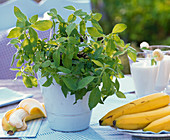 Fruit herbs, Mentha arvensis in basket, Musa