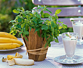 Fruchtkräuter: Mentha arvensis (Bananenminze) mit Übertopf