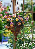 Viola cornuta 'Etain' (horn violet) in traffic light basket