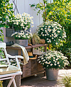 Argyranthemum (Margeriten) in verschiedenen Zinkgefäßen