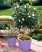Nerium oleander 'Soeur Agnes' (oleander) rootstock