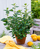 Melissa officinalis (lemon balm) in clay pot