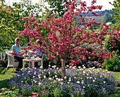 Malus ' Paul Hauber ' (Zierapfel) inmitten einer Baumscheibe