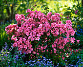 Rhododendron 'Blaauw's Pink' (Japanische Azalee)