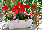 Tulipa 'Couleur Cardinal' (tulips) and Bellis (daisy)