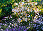 Rhododendron 'Daviesii' (Garten - Azalee)