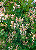 Lonicera caprifolium (Echtes Geißblatt)