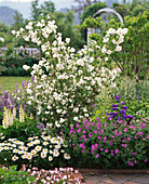 Plant scented jasmine