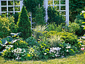 Green and white flowerbed with Picea glauca 'Conica' (Canadian spruce)