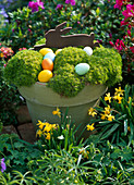 Sagina 'Scottish Moss' (star moss) in pot as Easter basket