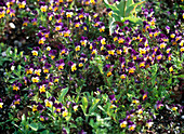 Viola cornuta (horned violet) wild sprouted