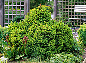 Picea abies 'Ohlendorfii' (Cone spruce)