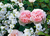 Rosa 'Sharifa Asma' (Englische Rose), intensiver fruchtiger Duft