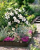 Hibiscus rosa-sinensis (rosemary) placed into flowerbed in summer