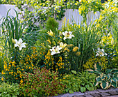 Yellow-green bed with perennials and grasses