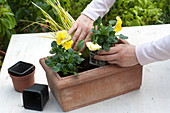 Plant box with pansies and gold calamus: 3/5