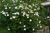 Rosa moschata 'Penelope' (Strauchrose)