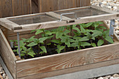 Helianthus annuus (sunflower), seedlings in miniature greenhouse