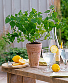 Fruchtkräuter : Salvia (Zitronensalbei), Glas mit Zitronenwasser