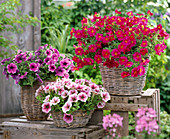 Petunia Sylvana 'Queen', Veranda 'Rose Vein' 'Magenta'