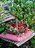 Basket with freshly harvested rubus (raspberries) on chair