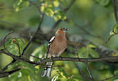 Chaffinch (Fringilla coelebs), singing male on twig