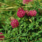 Trifolium pratense (Wiesenklee, Rotklee), Blüten für Tee gegen Katarrh trocknen