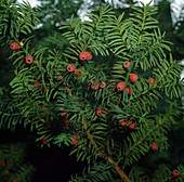 Taxus baccata (Eibe) mit Früchten, nur das Fruchtfleisch ist nicht giftig, alle anderen Teile der Pflanze sind hochgiftig