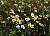 Bellis perennis (daisy)