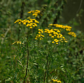 Tanacetum vulgare syn Chrysanthemum vulgare (Rainfarn, Wurmkraut)