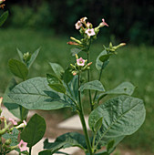 Nicotiana tabacum (Virginian tobacco), poisonous plant used in homeopathy as a remedy for nausea and dizziness