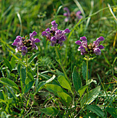 Prunella grandiflora (Great Brownelle)