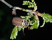 Melolontha melolontha (Maikäfer) auf jungem Laub von